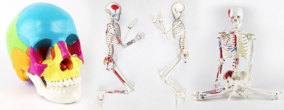 중국 최상 인체 해골 모형 판매에
