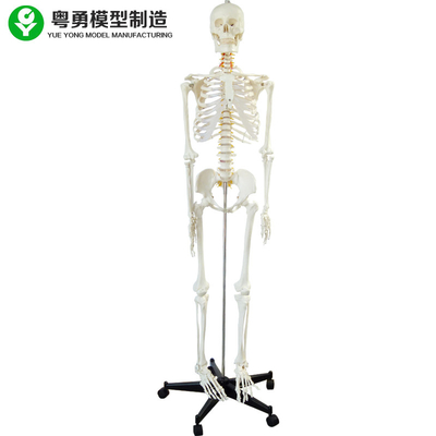 전체적인 인체 해골 모형/견본 해부 해골 표준 사이즈