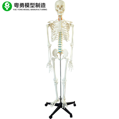 해골 남성 모형 뼈 색깔 연골 이동할 수 있는 철 대 팔 발 3 이 Dissectible