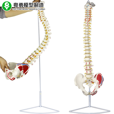 해부 의학 척주 모형 골반 근육 점 대퇴골 머리