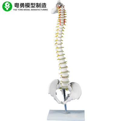 금속 대 의학 가르침을 가진 허리 척추 모형 해골 시뮬레이터