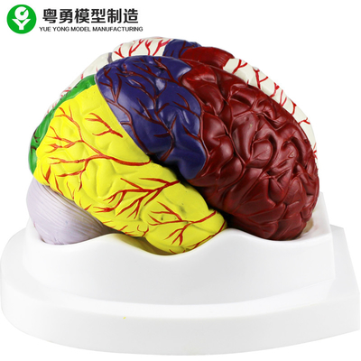 인간 두뇌 해부학 모형/교육 플라스틱 뇌는 PVC 물자를 만듭니다