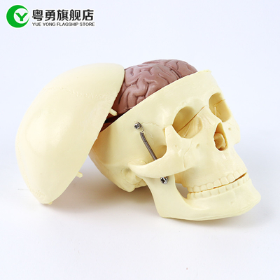 해부 뇌를 가진 중간 해부학 두개골 모형/인간적인 플라스틱 두개골