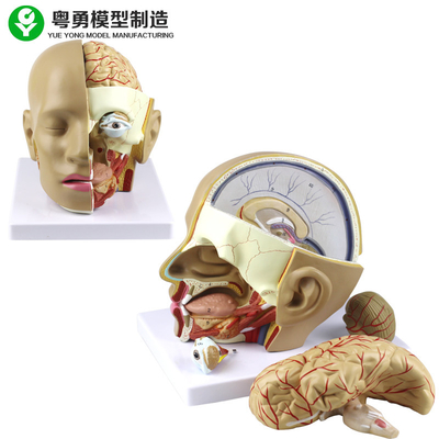 뇌를 가진 플라스틱 해부학 두개골 모형/PVC 사람 머리 해부학 모형