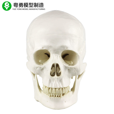 인체 해부학 두개골 모형/해부학 유형 실물 크기 의학 두개골 모형