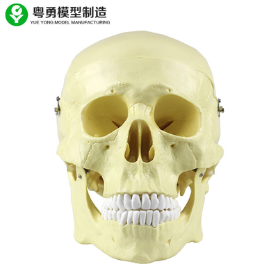 맨 위 해부학 두개골 모형 플라스틱 20X14X20 Cm 단 하나 포장 크기 높은 정밀도