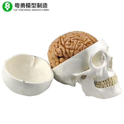 분리가능한 뇌 8개 부품을 포함하여 실물 크기 인간적인 두개골 복사 의학 가르침