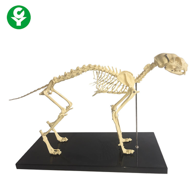 골격 자연적인 뼈 동물성 해부학은 만들고/해부 고양이 해골 모형