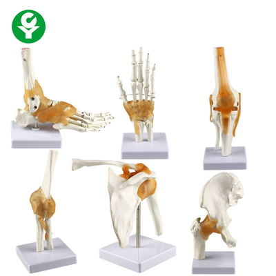 표준 사이즈 인간적인 합동 모형/어깨 팔꿈치 진보적인 무릎 발 손 합동 모형 뼈