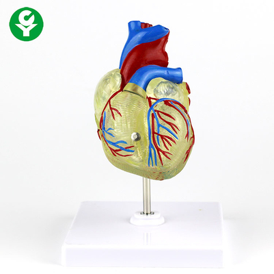 논증을 위한 인간적인 성숙한 의학 심장 모형 투명한 플라스틱