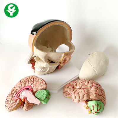구조상 뇌 해부학 모형 두개골 동맥 해부 20X18X18 Cm 포장