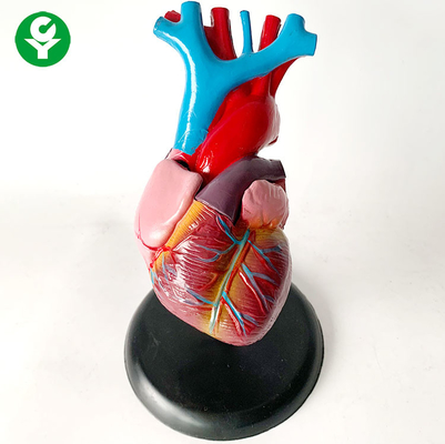 내장 기관 시스템 모델을 훈련하는 해부학 인체 기관 모형/심장