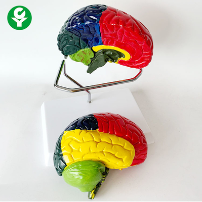 2개의 조각 색채 별거의 해부 실물 크기 뇌 모형 1.0 Kg