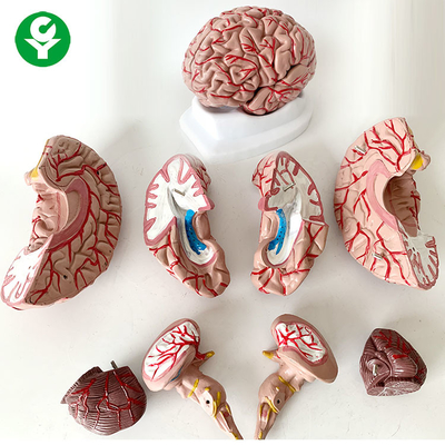 주제 8개 부품 뇌 해부학 모형 의학 인간적인 실물 크기 1.5 Kg