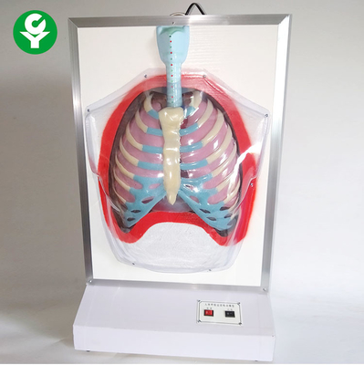 전기 의학 훈련 인체 해부 모형/동의 인간적인 호흡체계 모형