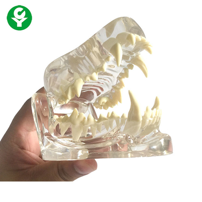 해부학 개 두개골 턱 뼈 투명한/치과 독투스는 PVC 물자를 만듭니다